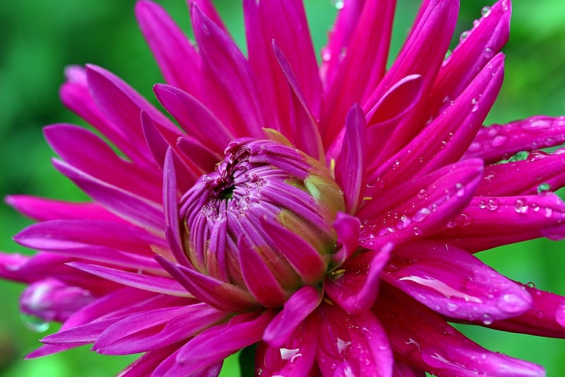 Alchemy in the garden